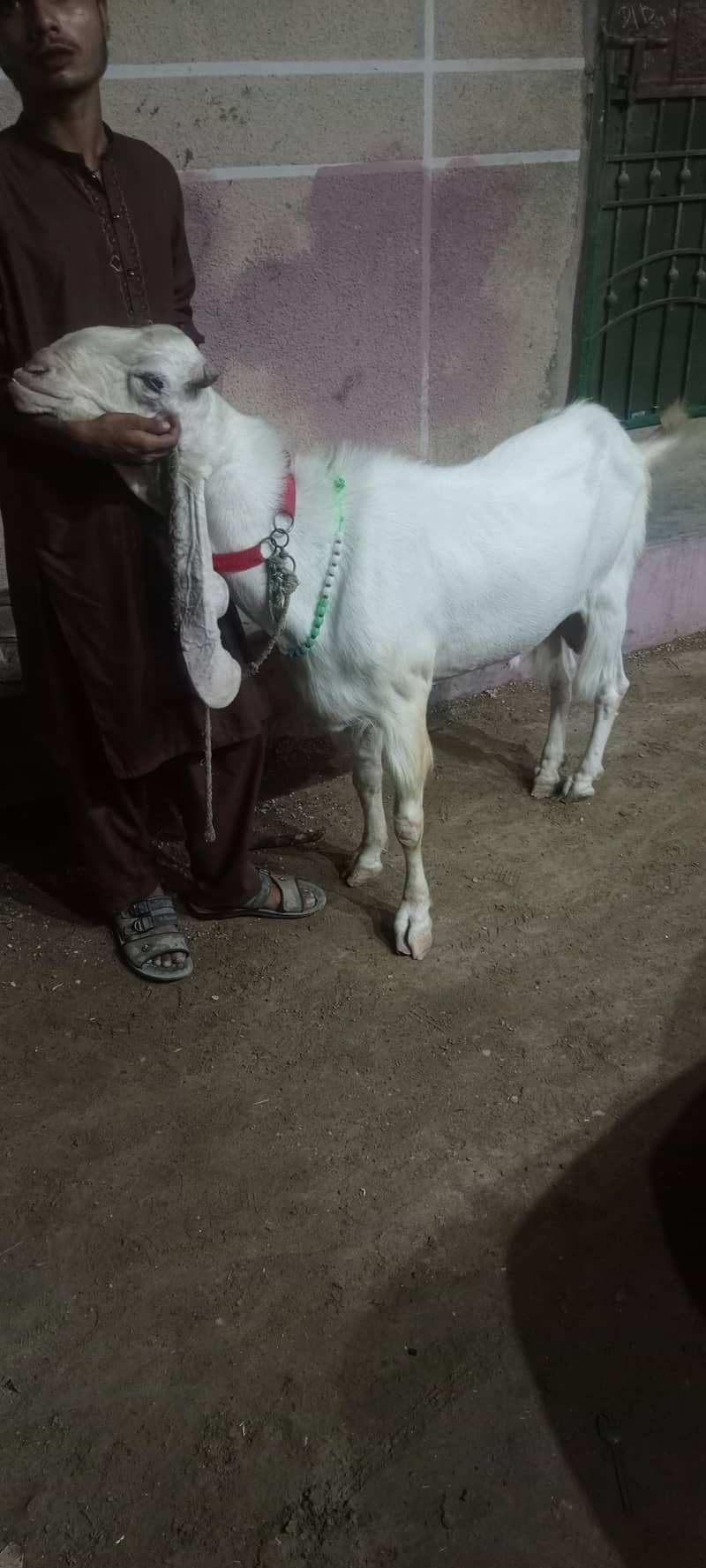goolabhi bakra 2