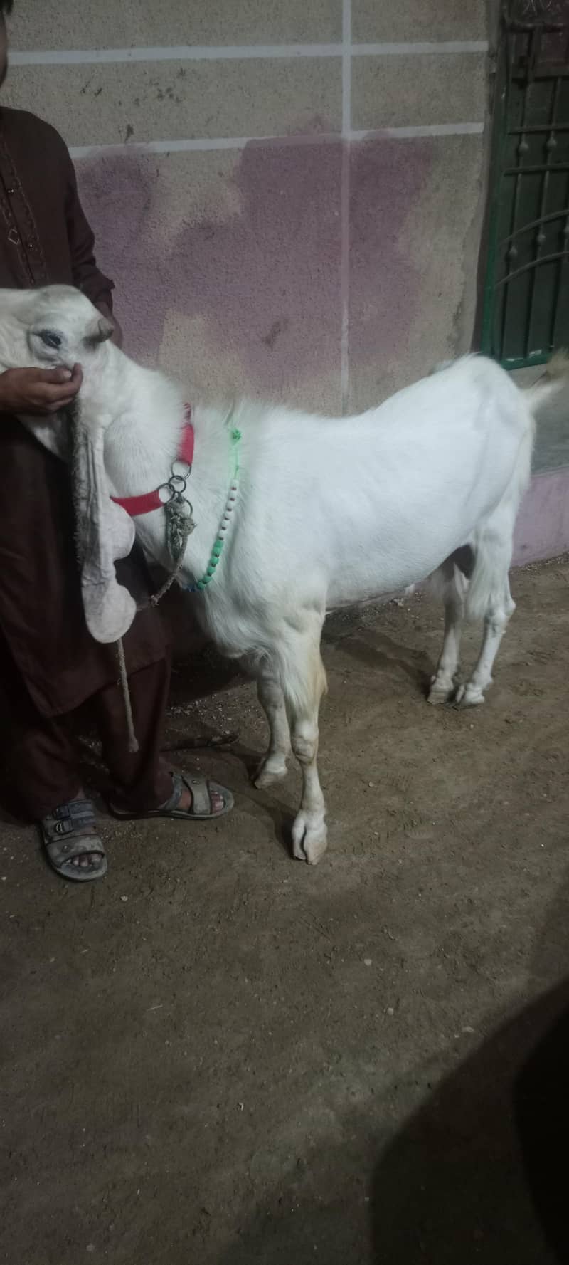 goolabhi bakra 3