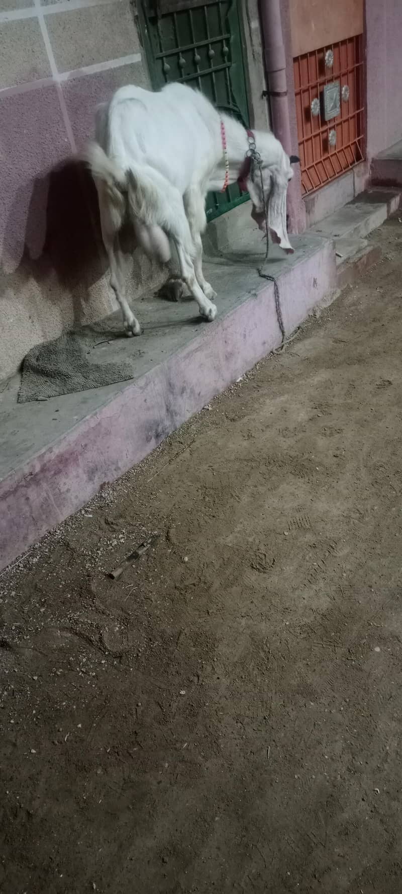 goolabhi bakra 4