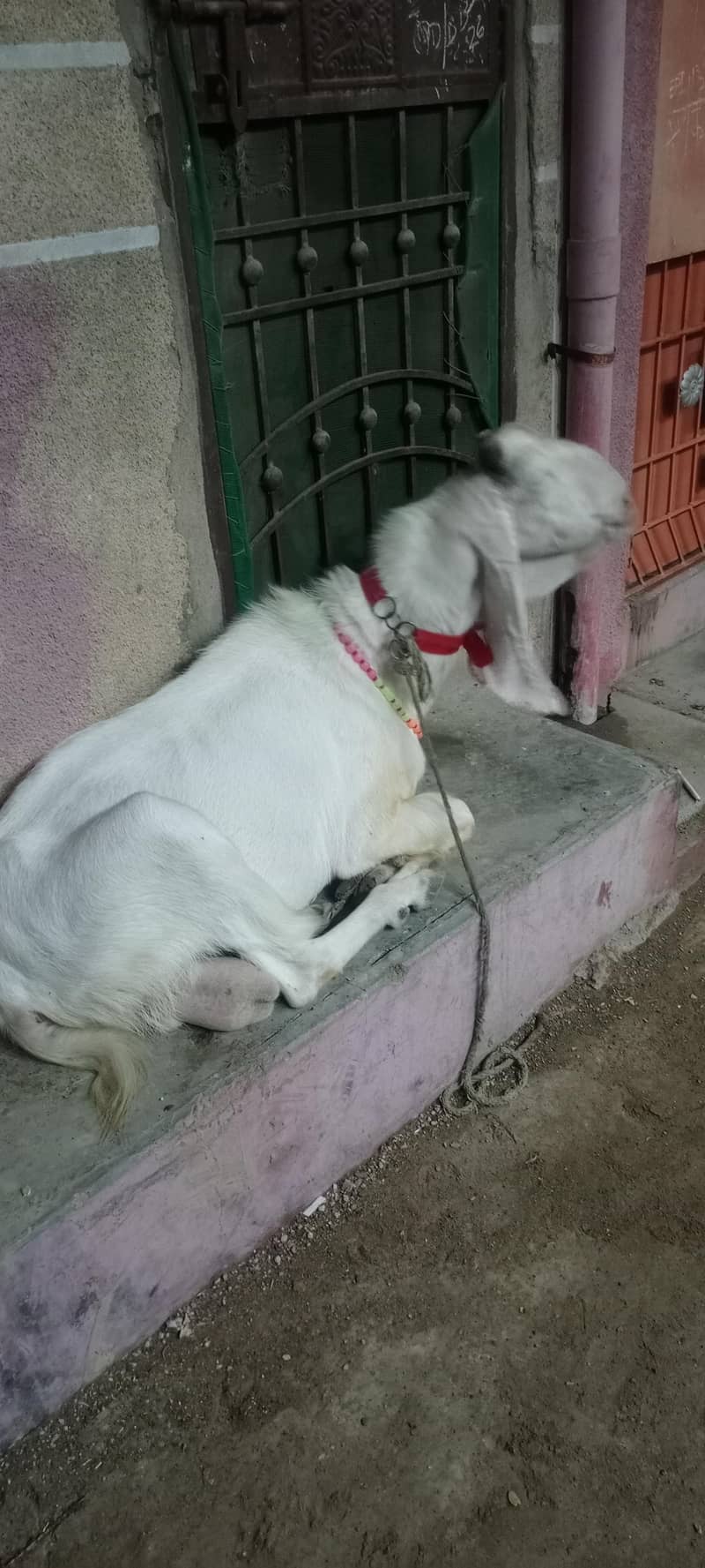 goolabhi bakra 5