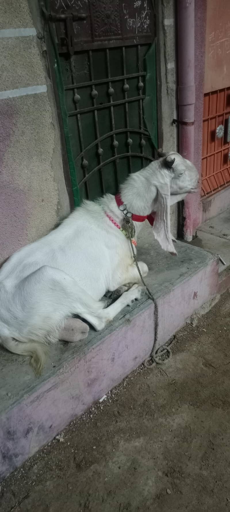 goolabhi bakra 6