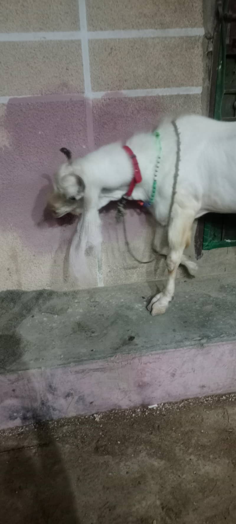 goolabhi bakra 7