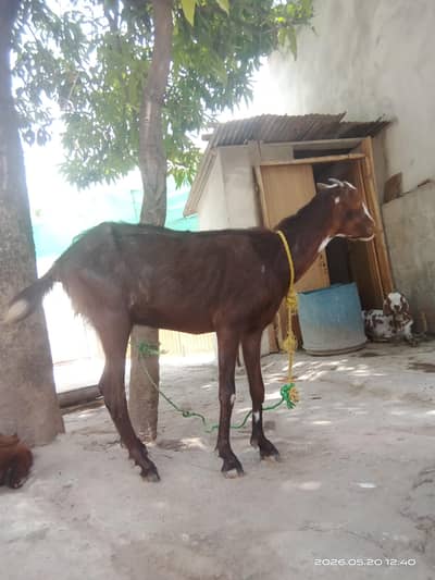 Bakra or Bakri