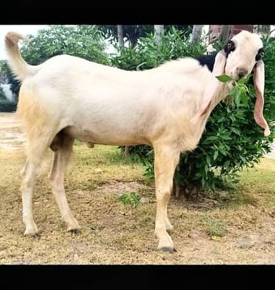 Bakra For Eid