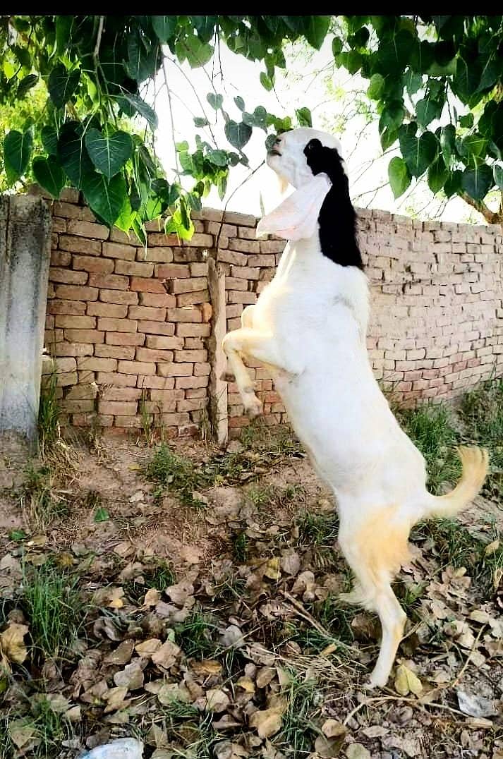 Bakra For Eid 1