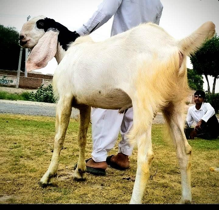 Bakra For Eid 2