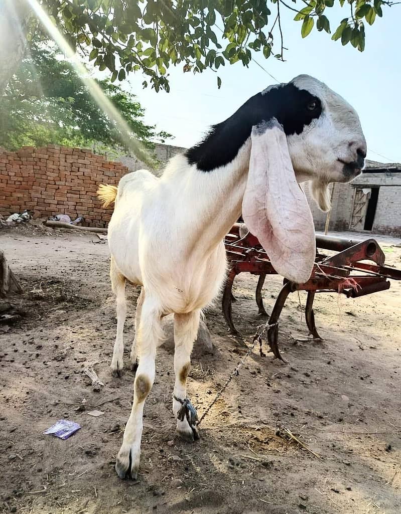 Bakra For Eid 3
