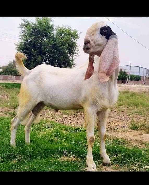 Bakra For Eid 4
