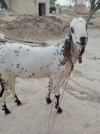 Paka kheera “Beautiful Kheera Goat for Sale – Healthy Qurbani Bakra”