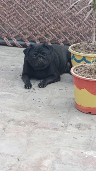 Premium Quality Female Pedigree