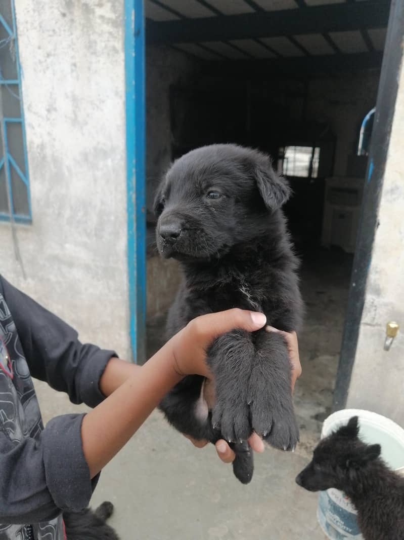 German shepherd 3