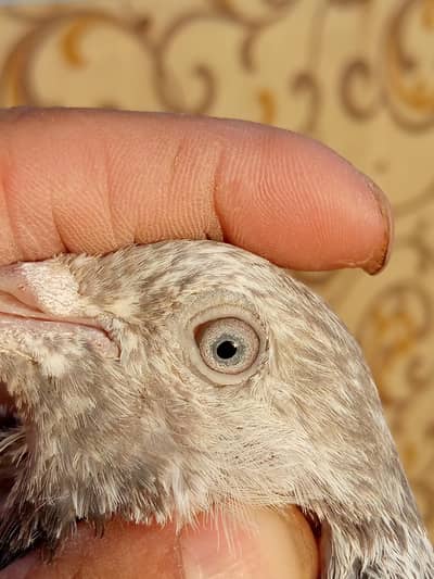 joro waly pigeon and  iron cage  for raw. . . read full add
