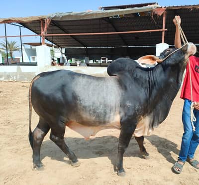 Pure grey sava bull
