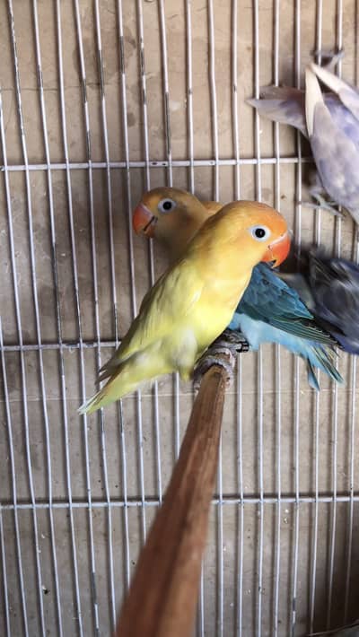 Lovebirds available o37o2899422