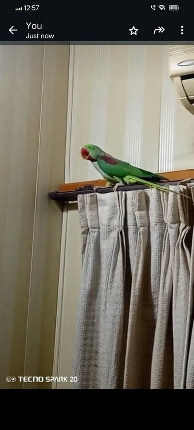 Raw parrot male