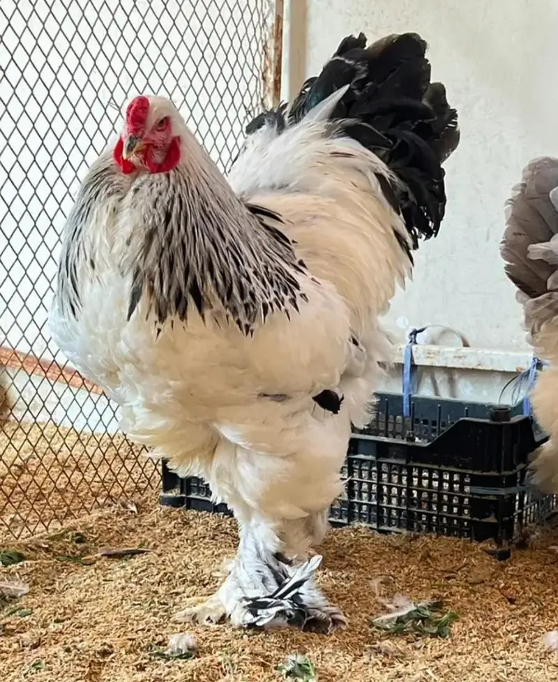 Light Brahma top Quality chicks available
