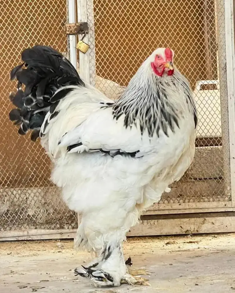 Light Brahma top Quality chicks available — photo 2