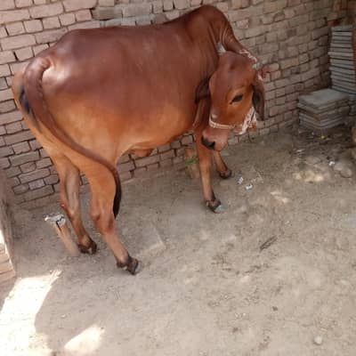Cow available for Eid UL Azha