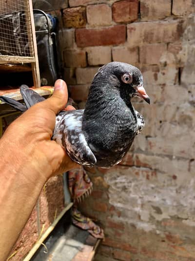 Rampuri Pathi patha Available