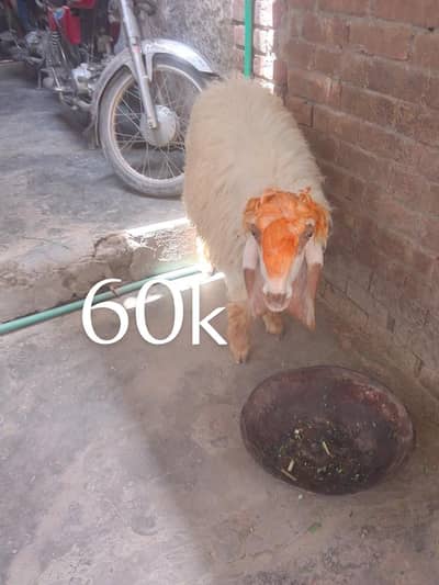 Desi bakra chatra