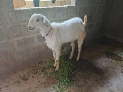 Aandu Bakra for Qurbani 2026