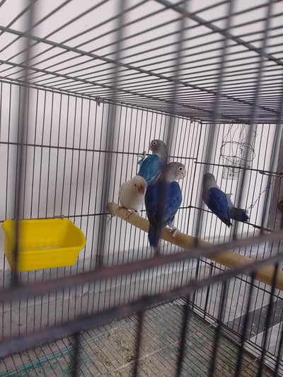 Complete Parrot Setup – 4 Parrots + 4ft Cage + Accessories