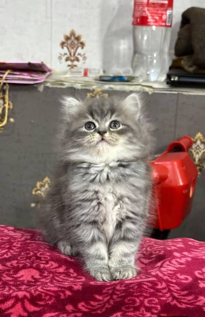 CASH ON DELIVERY (pure breed kittens|triple coat|vaccinated)GIFT QUAL