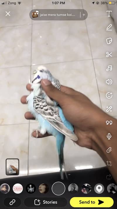 Tcb exhi female hay