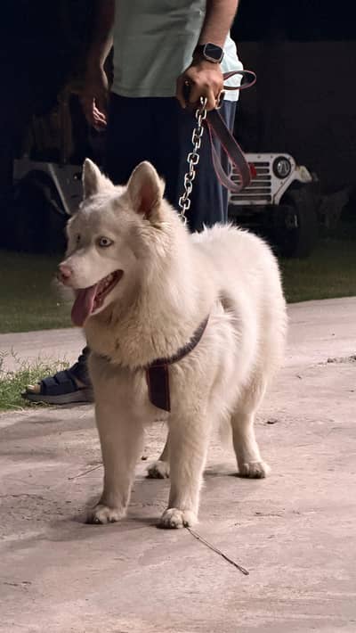 Husky | Siberain Husky | Blue Eyes Husky | Husky Female For Sale