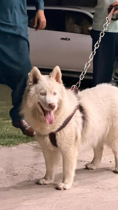 Husky | Siberain Husky | Blue Eyes Husky | Husky Female For Sale
