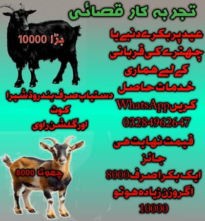 قصائی بکرے ذبح کروانے کے لیے
