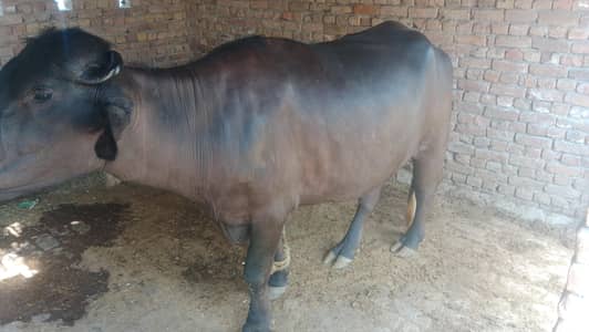 buffalo jhohti for qurbani sale