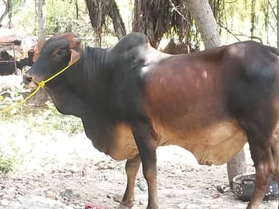 Beautiful qurbani Cow