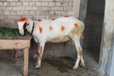 mundara  chatra kokia wala Faisalabad
