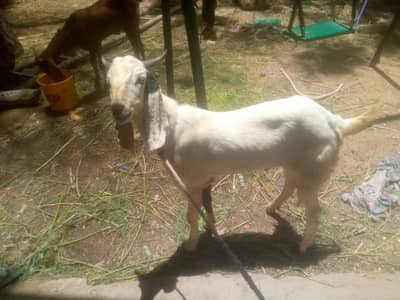 2 dant ka Bakra hn 4 mera pass