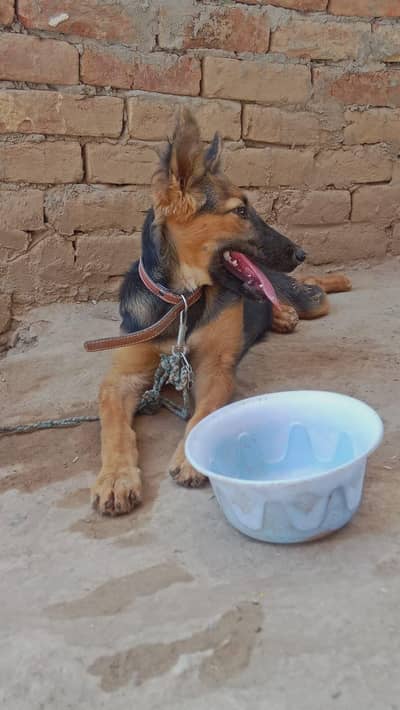 German shepherd