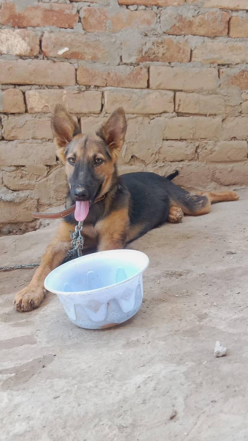German shepherd 1