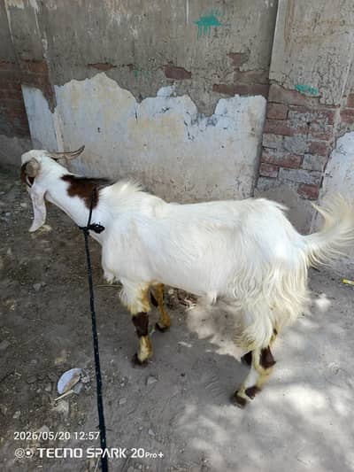 4 bakry for sale 2 dant