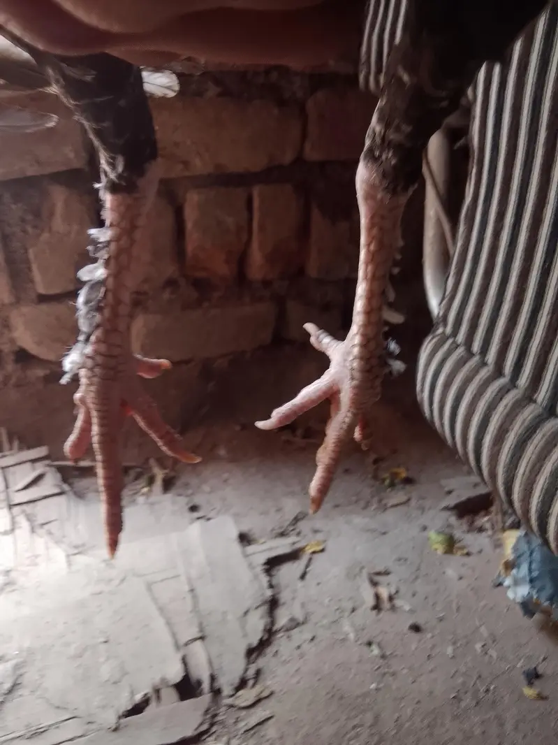 Aseel murgha — photo 7
