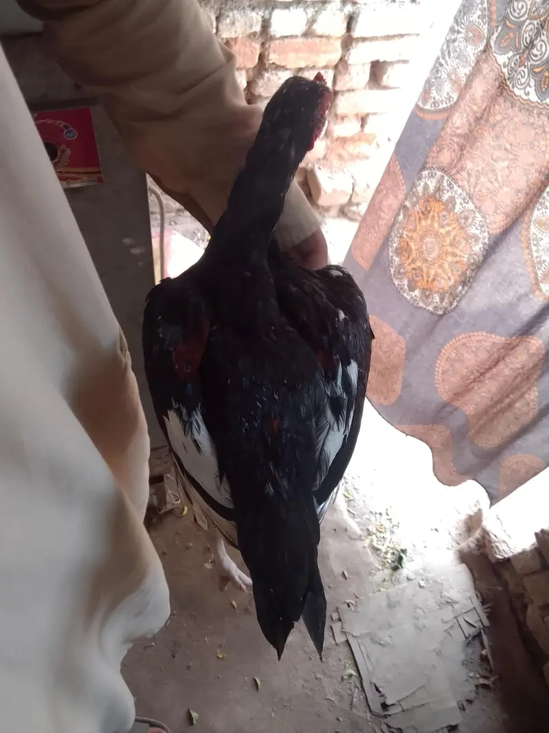 Aseel murgha — photo 10