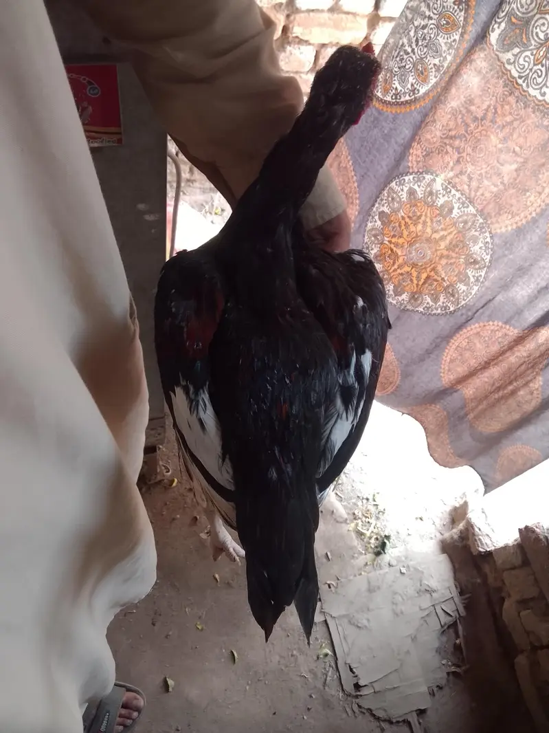 Aseel murgha — photo 11