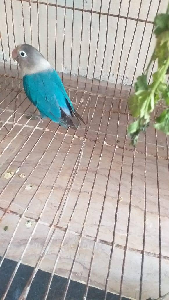 Blue opaline 0