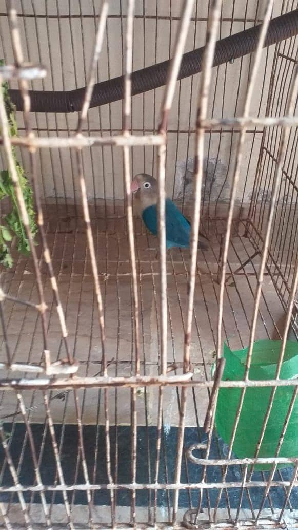 Blue opaline 1