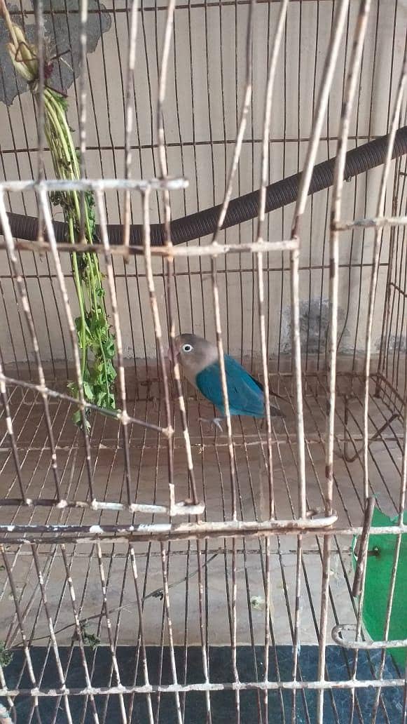 Blue opaline 2
