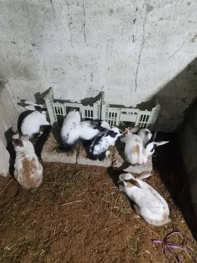 13 rabbits, Small & big