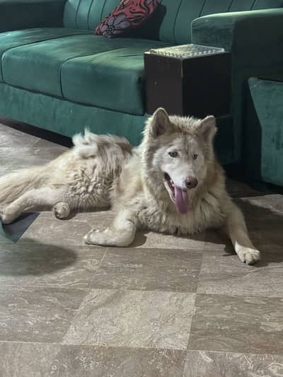 Siberian husky