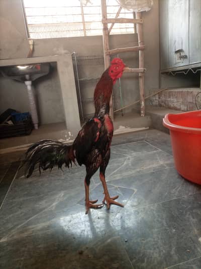 Pakoya burmi male and pakoya panus female
