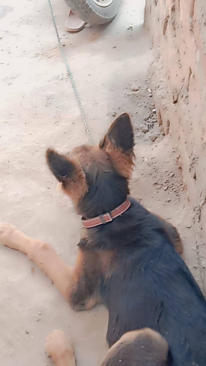 German shepherd 2