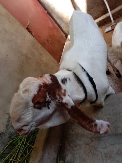 Bakra for sell