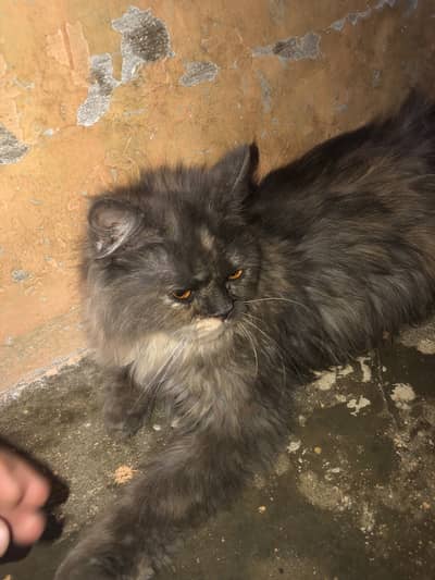 Cat for sale